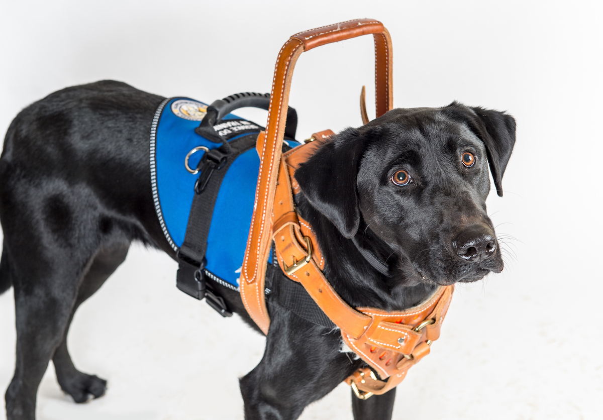 mobility-assistance-service-dogs-for-america