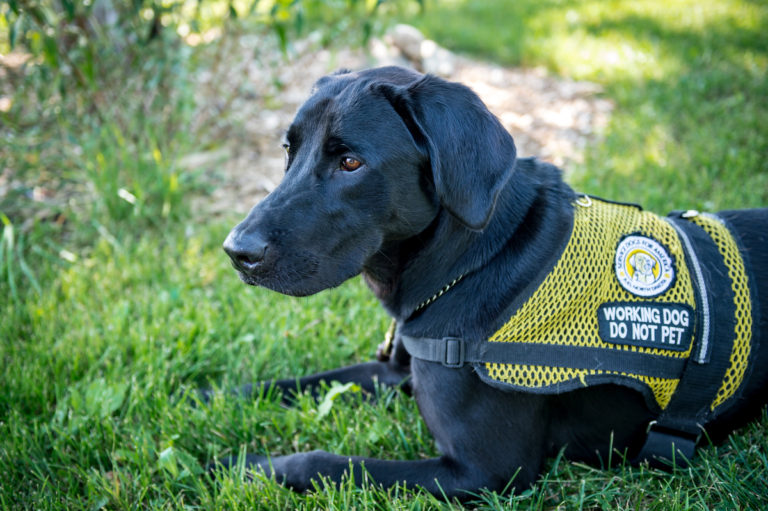 Service Dogs for America