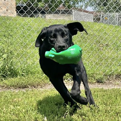 Black Lab Kevin