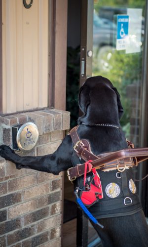 Service Dog Doing Task